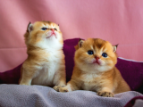 Üst Düzey Kali̇te Scottish Fold Ny11