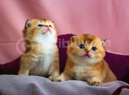 Üst Düzey Kali̇te Scottish Fold Ny11