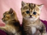 Üst Düzey Kali̇te British Golden Short Hair  Yavrularimiz