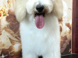 Medium Ve Dev Boyut Poodle Yavrularımız