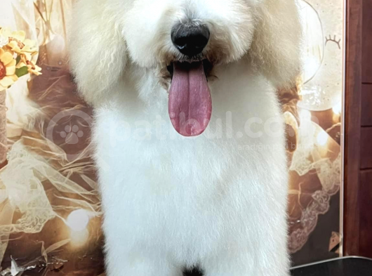 Medium Ve Dev Boyut Poodle Yavrularımız