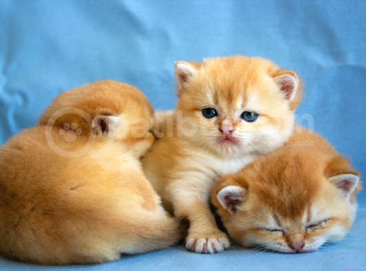 British Golden Ny12 Short Hair Yavrularimiz görsel