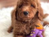 Labradoodle Nadir Hypoallerjenik Tüy Dökmeyen