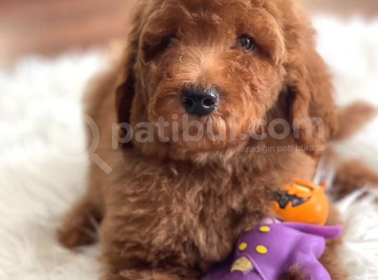 Labradoodle Nadir Hypoallerjenik Tüy Dökmeyen görsel