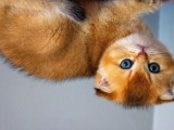 A+ Kali̇tedeki̇ Scottish Fold Ny11