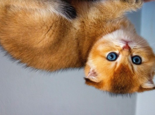 A+ Kali̇tedeki̇ Scottish Fold Ny11 görsel