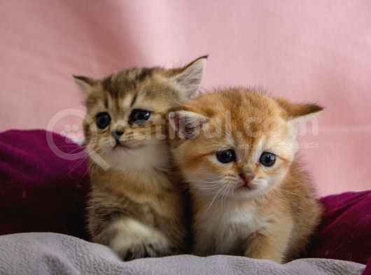 Üst Düzey Kali̇te British Golden Short Hair  Yavrularimiz görsel