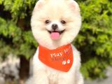 1,5-2 Kg Orjinal Teddy Bear Pomeranian Boo Ayı Surat