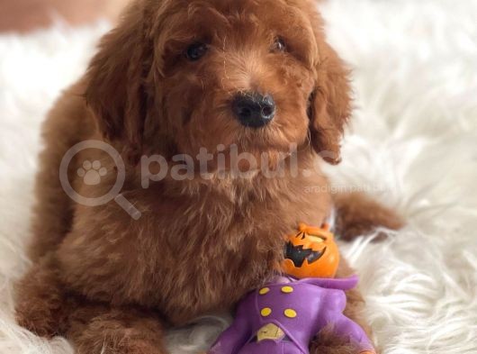 Labradoodle Nadir Hypoallerjenik Tüy Dökmeyen görsel