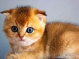 A+ Kali̇tedeki̇ Scottish Fold Ny11