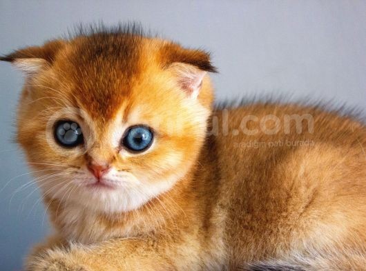 A+ Kali̇tedeki̇ Scottish Fold Ny11 görsel