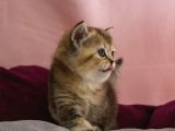 Üst Düzey Kali̇te British Golden Short Hair  Yavrularimiz