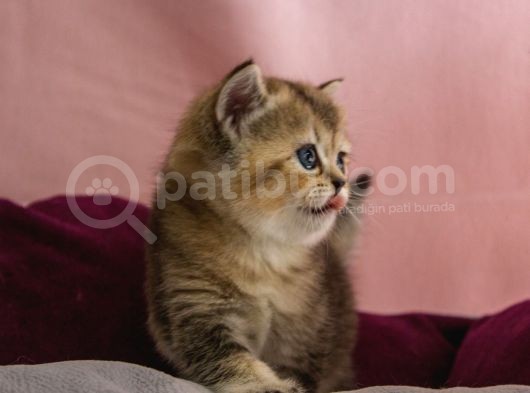 Üst Düzey Kali̇te British Golden Short Hair  Yavrularimiz görsel