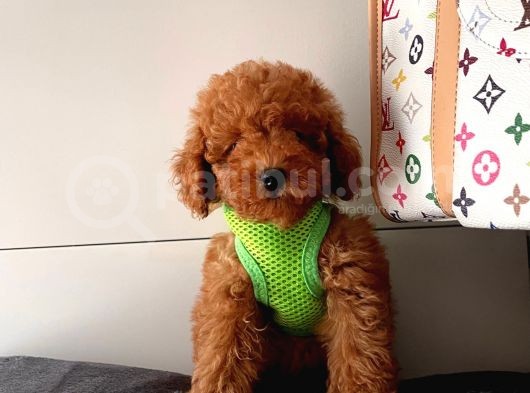 Orji̇nal Poodle Yavrular görsel