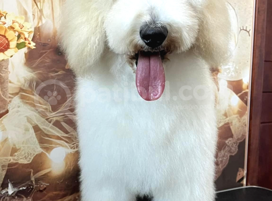 Medium Ve Dev Boyut Poodle Yavrularımız görsel
