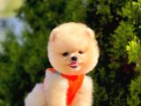 Safkan Teddy Face Pomeranian Boo Yavruları