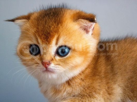 A+ Kali̇tedeki̇ Scottish Fold Ny11 görsel