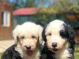 Bobtail Muhteşem Old English Sheperd Dog