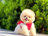 Safkan Teddy Face Pomeranian Boo Yavruları