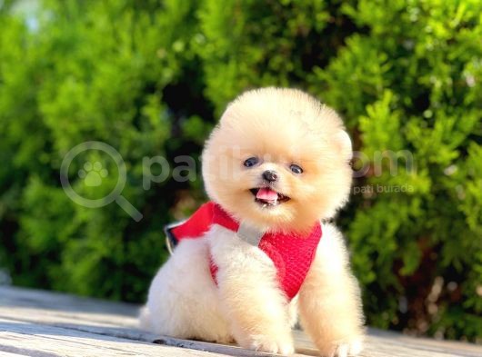 Safkan Teddy Face Pomeranian Boo Yavruları görsel