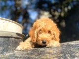Toy Poodle Di̇şi̇ Erkek Bebekler