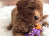 Labradoodle Nadir Hypoallerjenik Tüy Dökmeyen