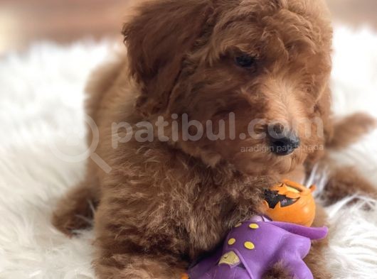 Labradoodle Nadir Hypoallerjenik Tüy Dökmeyen görsel