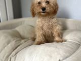 5 Aylık 1,6/2 Kg Kg Toy Poodle Dişi Yavrumuz