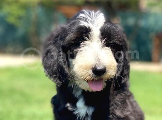 Bernedoodle Ve Sheepadoodle Yavrularımız görsel