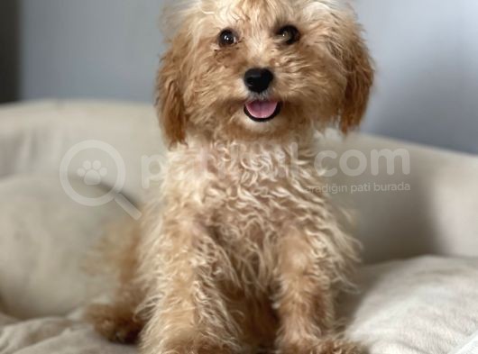 5 Aylık 1,6/2 Kg Kg Toy Poodle Dişi Yavrumuz görsel