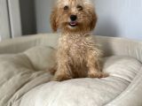 5 Aylık 1,6/2 Kg Kg Toy Poodle Dişi Yavrumuz