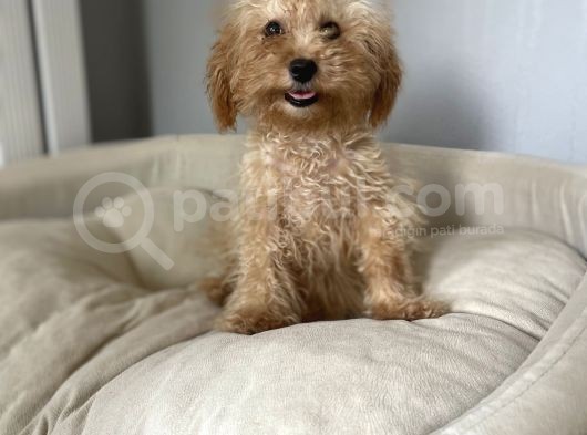 5 Aylık 1,6/2 Kg Kg Toy Poodle Dişi Yavrumuz görsel