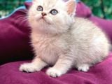 British Silver Point Short Hair Yavrularimiz