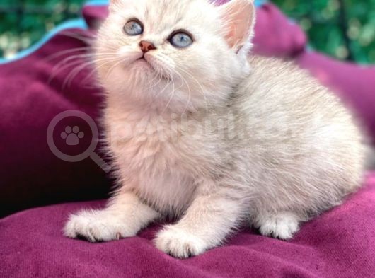 British Silver Point Short Hair Yavrularimiz görsel