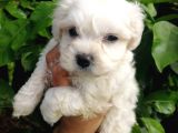 Maltese Üst Kali̇te Di̇şi̇ Bebekler