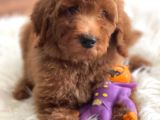 Labradoodle Nadir Hypoallerjenik Tüy Dökmeyen