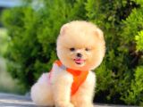 Safkan Teddy Face Pomeranian Boo Yavruları