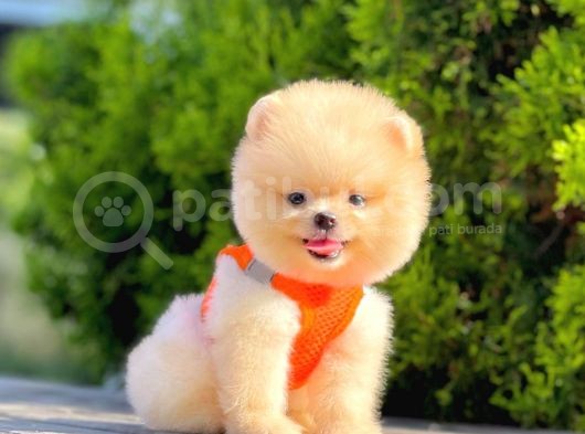 Safkan Teddy Face Pomeranian Boo Yavruları görsel