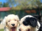 Bobtail Muhteşem Old English Sheperd Dog