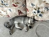 3 Aylık British Shorthair Yavrular