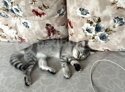3 Aylık British Shorthair Yavrular görsel