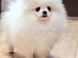 Kore Kani Pomerani̇an Boo