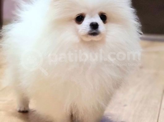 Kore Kani Pomerani̇an Boo