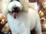Medium Ve Dev Boyut Poodle Yavrularımız