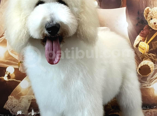 Medium Ve Dev Boyut Poodle Yavrularımız görsel