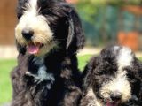 Bernedoodle Ve Sheepadoodle Yavrularımız