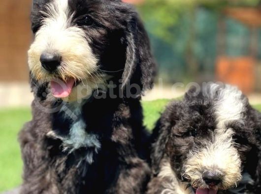Bernedoodle Ve Sheepadoodle Yavrularımız görsel