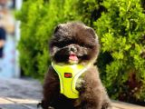 Safkan Teddy Face Pomeranian Boo Yavruları