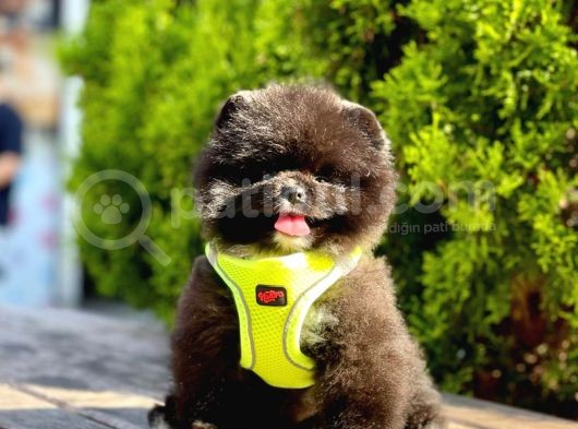 Safkan Teddy Face Pomeranian Boo Yavruları görsel