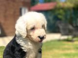 Bobtail Muhteşem Old English Sheperd Dog